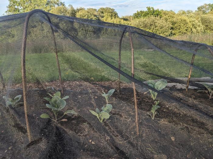 Trampoline safety netting over cabbages