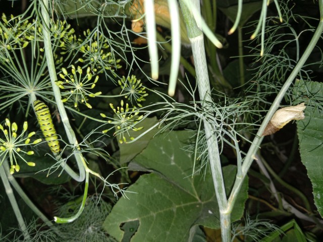 Black swallowtail caterpillar on dill