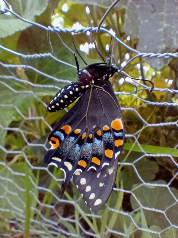 Drying the wings