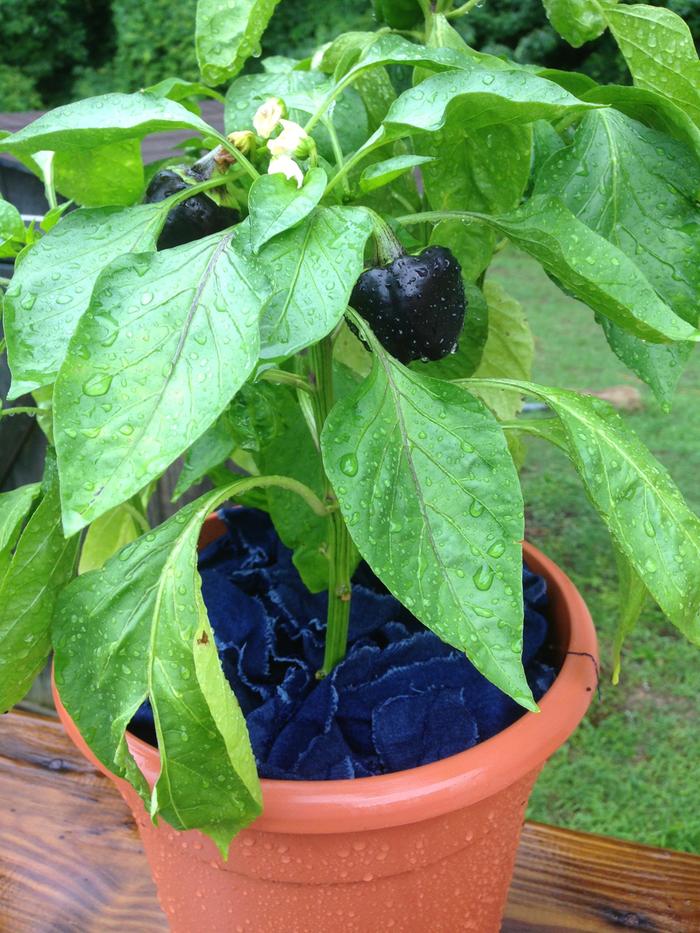 potted eggplant