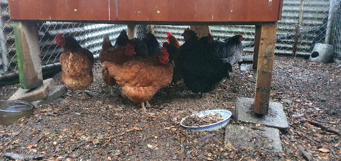 Chickens sheltering under their coop