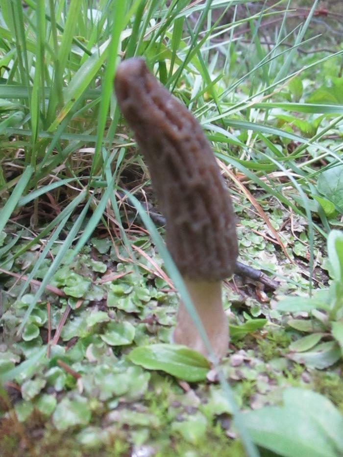 landscape morel