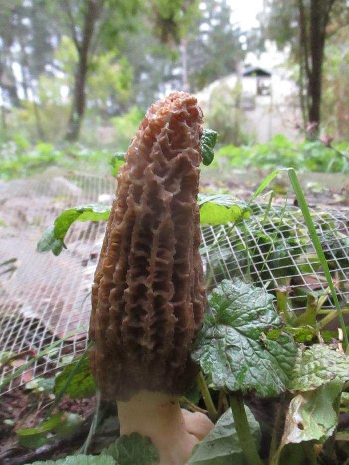 landscape morel