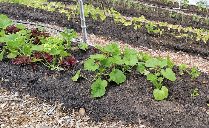 comparison of squash plants vs beans