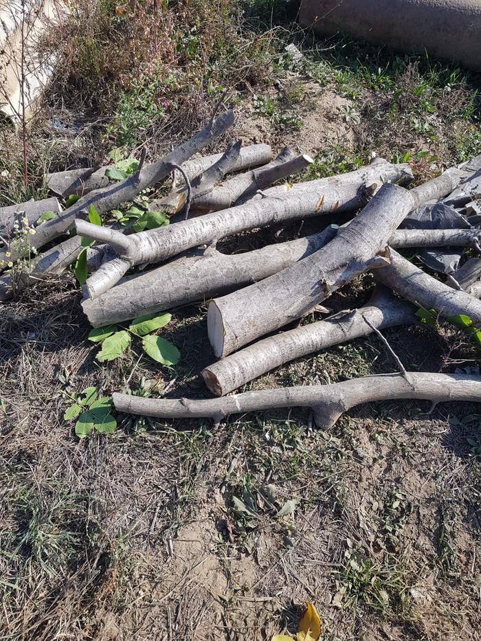 walnut logs sitting on the ground