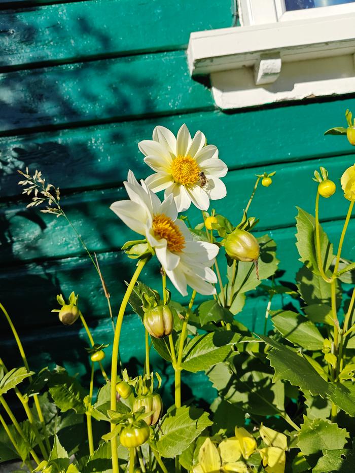 white dahlia flowers