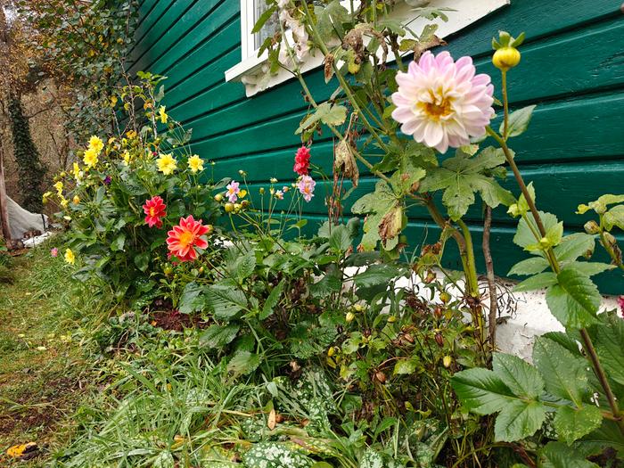 the border with dahlia flowers