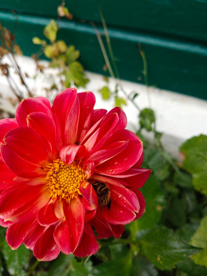 bee in red dahlia flower