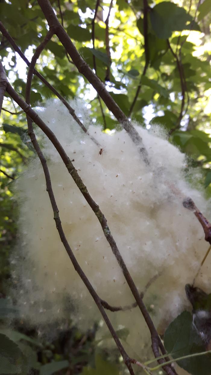 There's currently lots of this material by the trails around Elk Lake, near Victoria