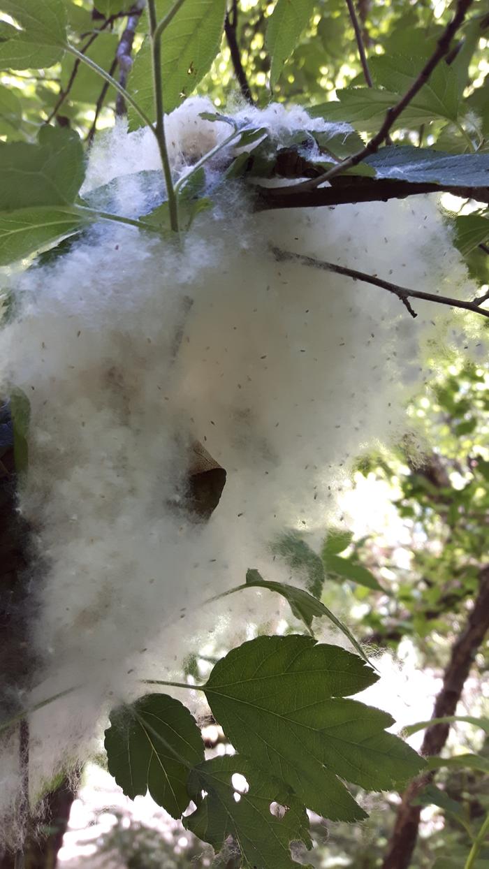 The cottonwoods are dropping their fluff.