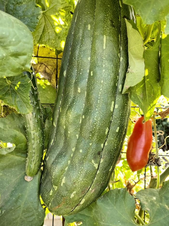 I didn't set this pic up. I moved one leaf. Cucumber, luffas, & tomato taken 11/9/24