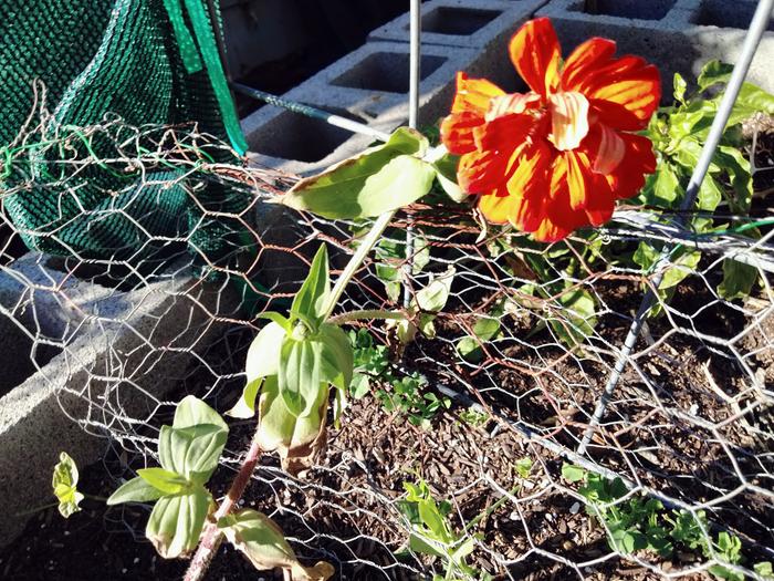 Zinnia transplanted in November photo taken 11/15/24