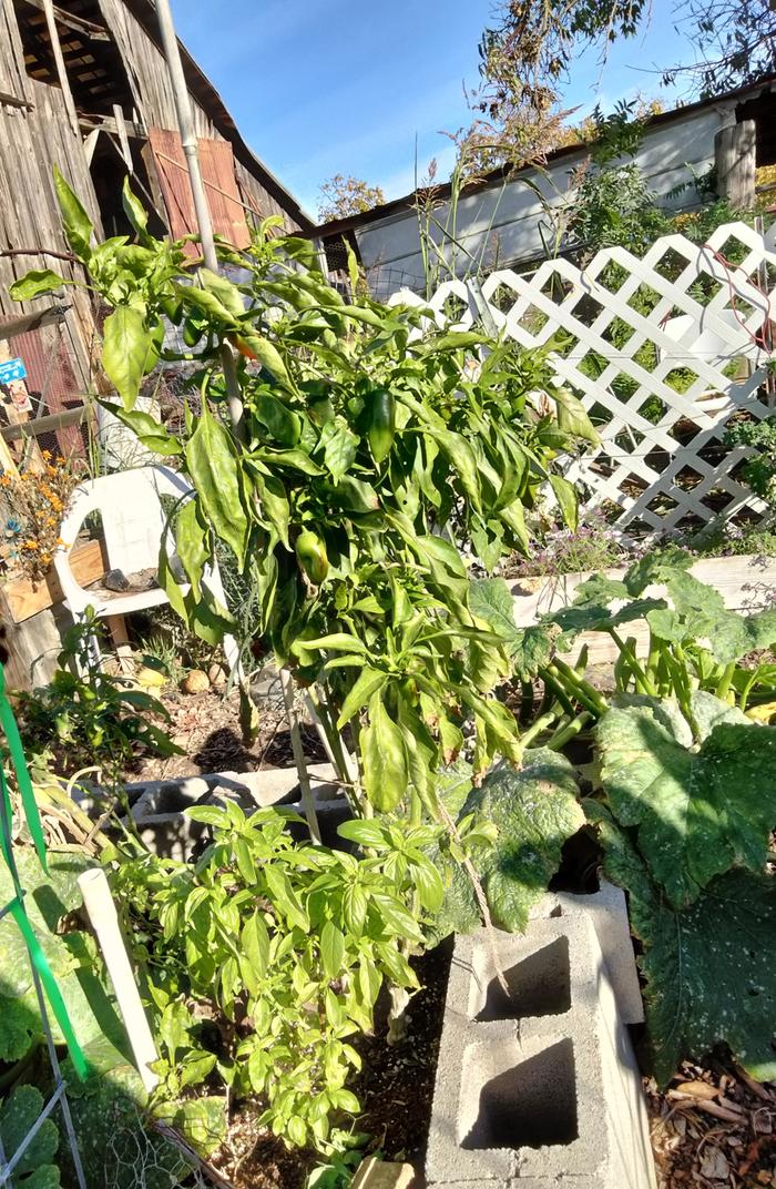 Gypsy pepper plant still producing 11/15/24