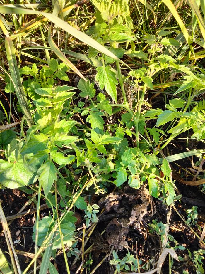 Volunteer tomato 