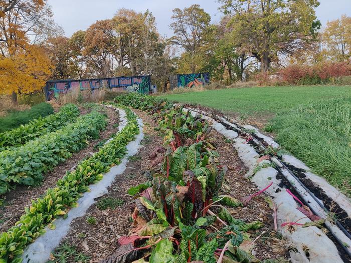 Rows of garden crops at a community garden