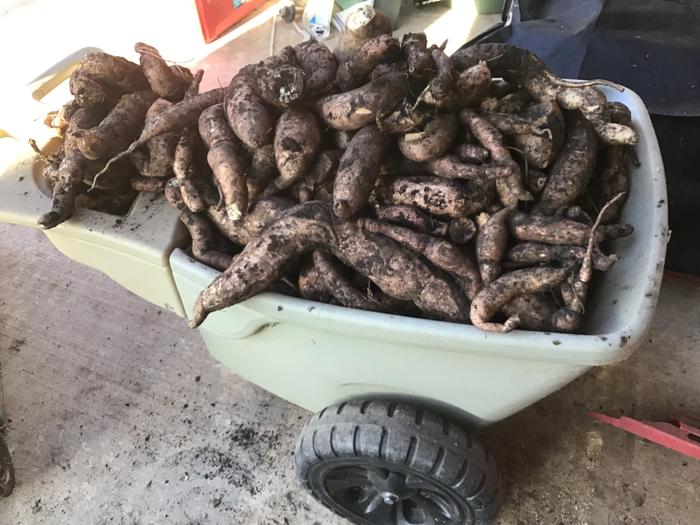 This is 199 pounds of sweet potatoes. This wheelbarrow was filled twice this year.