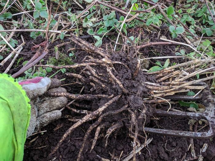 A complete (rather congested) root clump