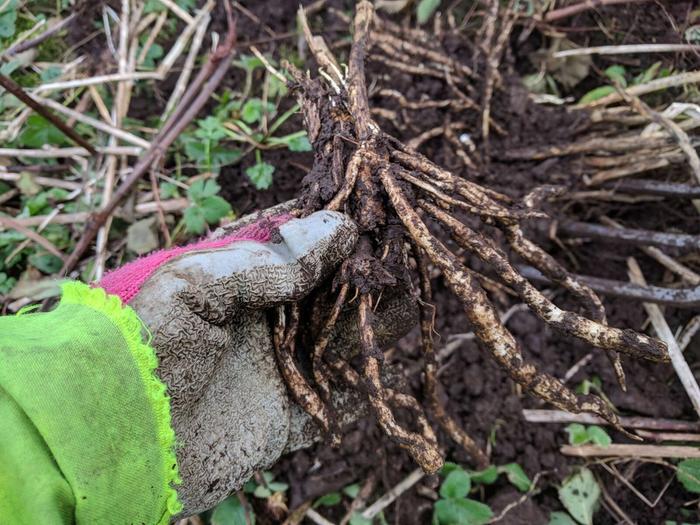 One largish skirret offset