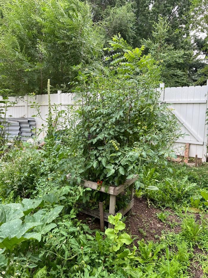 Not the best picture, but my cherry tomatoes are in the metal and wooden cage in the middle