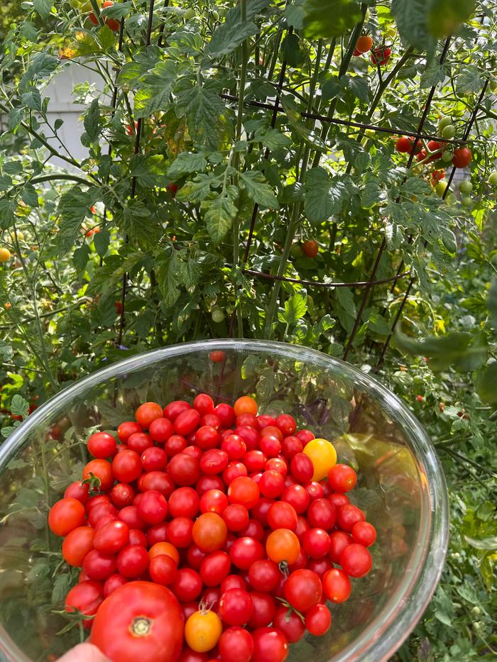 Harvesting! Pay no attention to the big one - typical not-tasty type