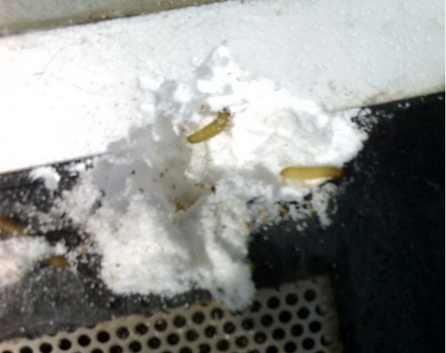 Moths that eat Plastic! (bugs forum at permies)