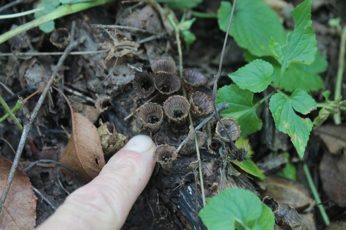 [Thumbnail for ID-Me_Mushroom_2013-09-24_small-brown-cups.JPG]