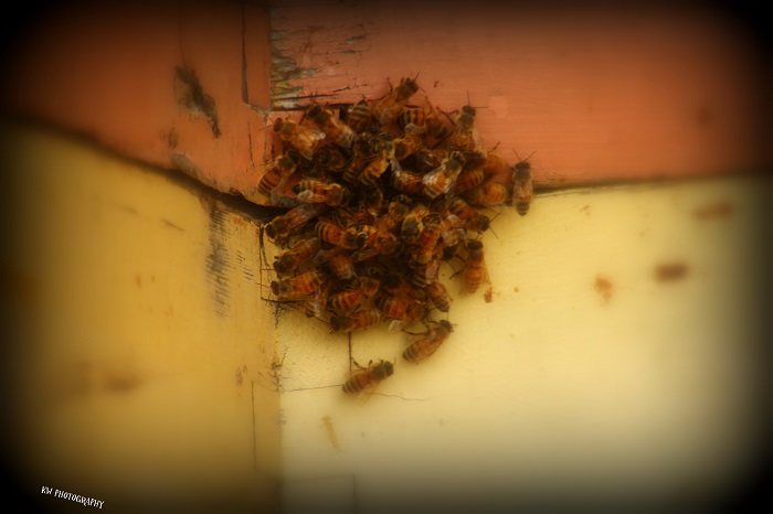 [Thumbnail for bee-swarm.jpg]