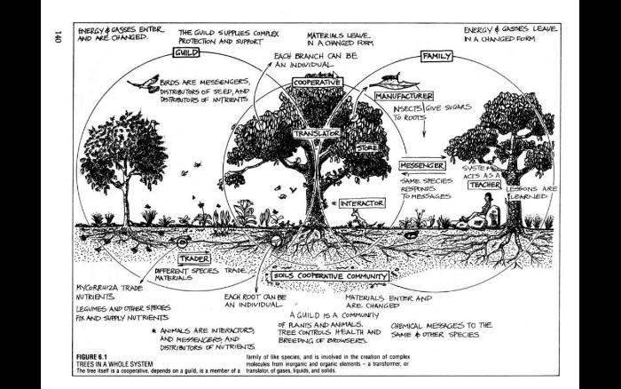 PDM mother tree in whole system