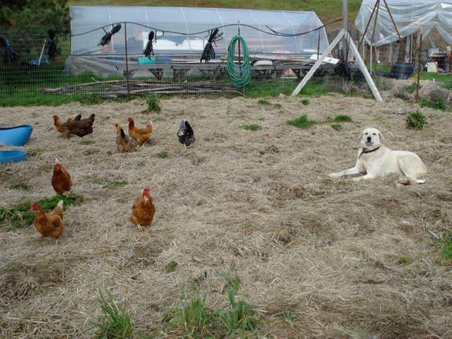 [Thumbnail for anatolian-with-chickens.jpg]