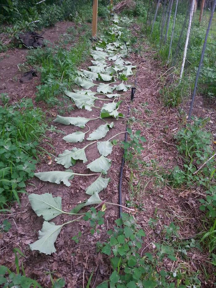 burdock leaves cut for mulch