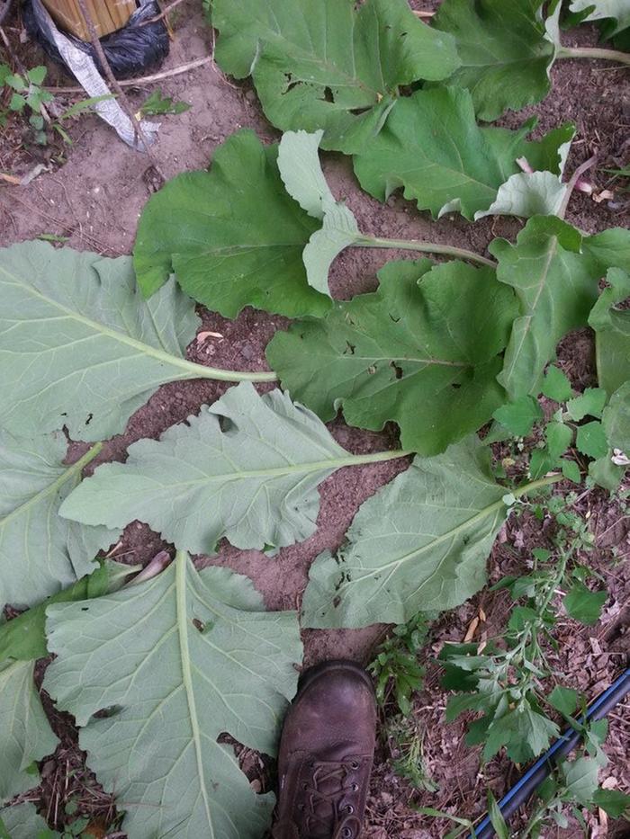 mulching with burdock close-up