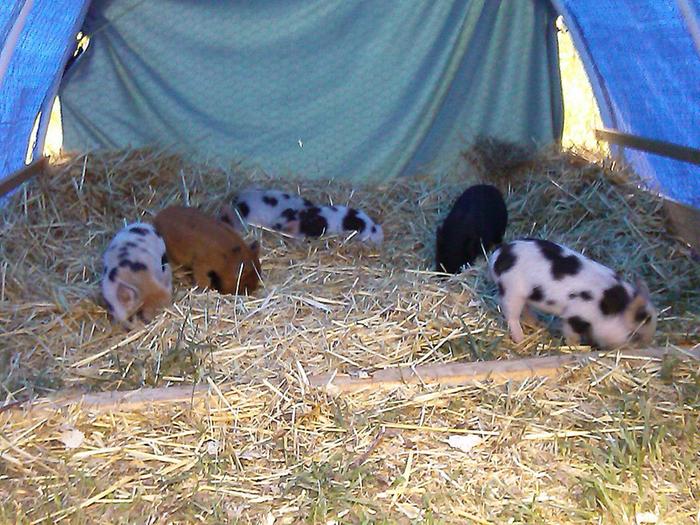 piglets