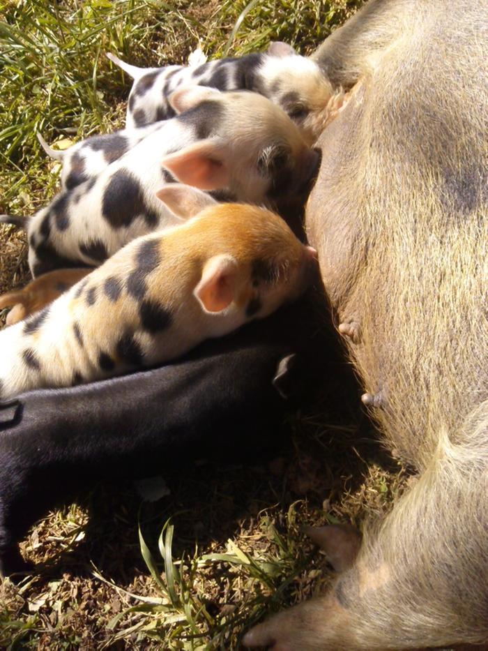 hungry piglets