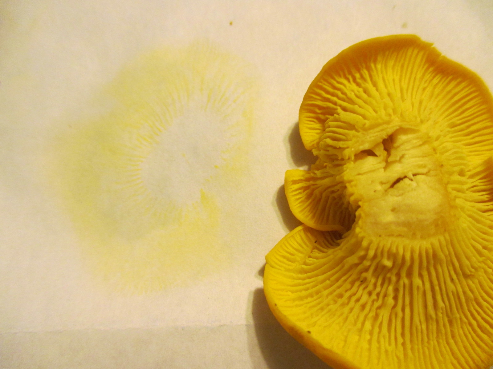 harvesting and eating chanterelle (c. cibarius) and smooth chanterelle