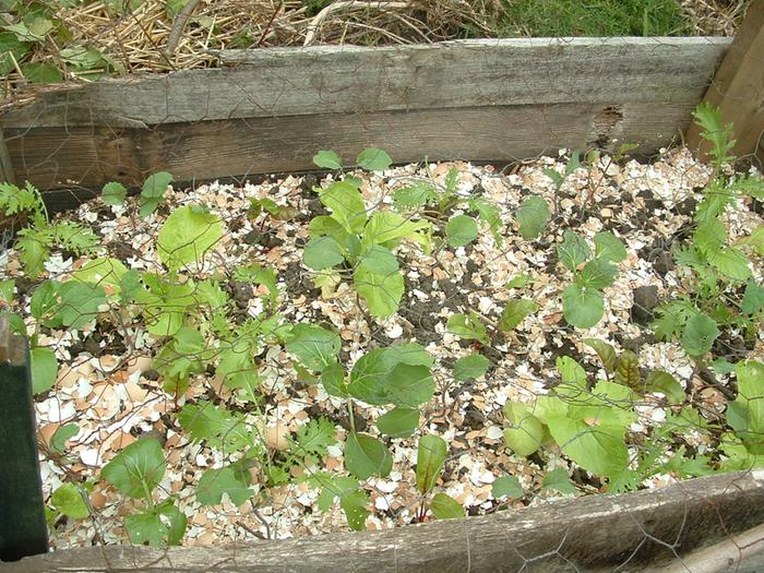 temporary raised bed with greens