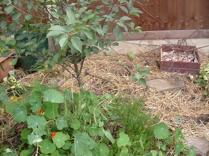 cherry tree, rosemary, hyssop