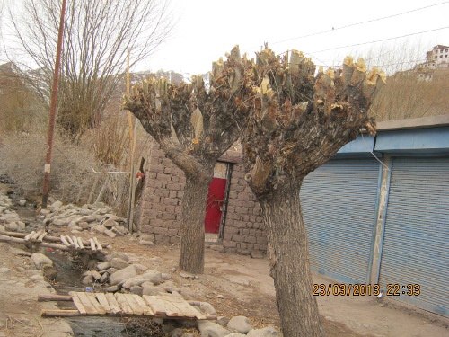 [Thumbnail for 1-Typical-willow-pollard-in-March-in-Leh-town.JPG]