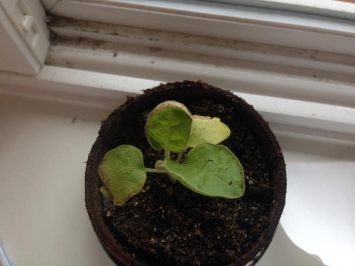 eggplant seedling