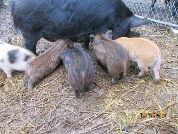 [Thumbnail for 12-10-2014-piglets-034.JPG]