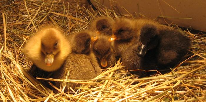 Spring-2010-Percy-sDucklings-004