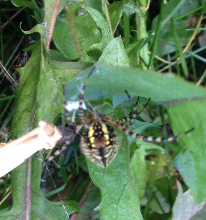 A beautiful banded garden spider