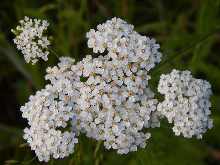 Yarrow