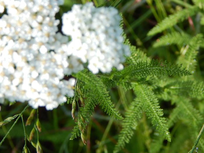 Yarrow