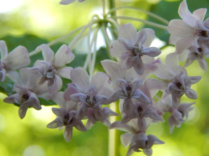 Whorled Milkweed