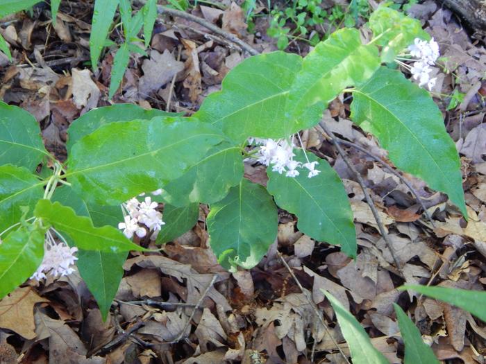 Whorled Milkweed