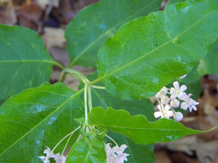 Whorled Milkweed