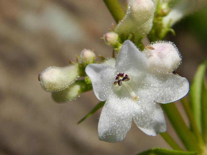 White Wand Beardtongue