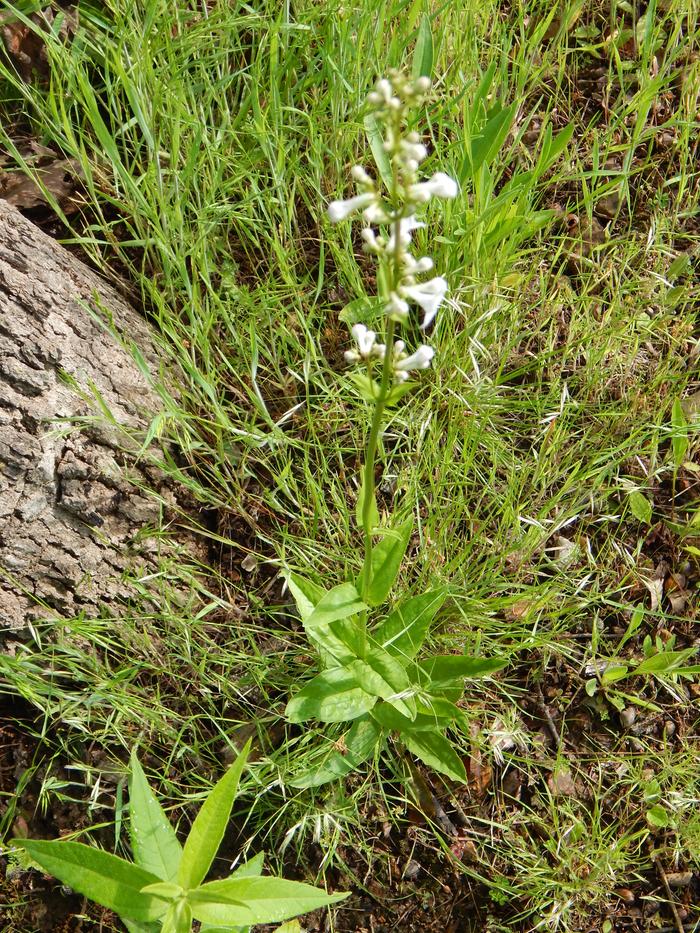 White Wand Beardtongue