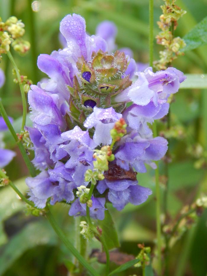 Prunella vulgaris - common self-heal or heal-all