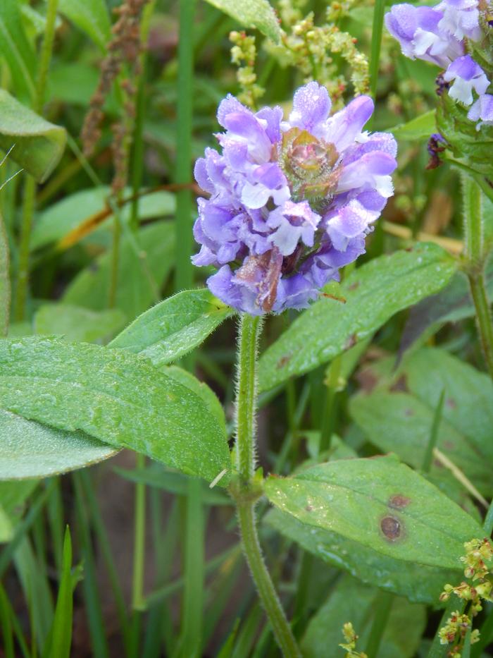 Prunella vulgaris - common self-heal or heal-all